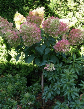 Hortensja bukietowa (Hydrangea paniculata) 